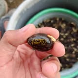 Kecambah kelapa sawit yang mulai tumbuh