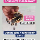 Contoh pertumbuhan tunas kecambah