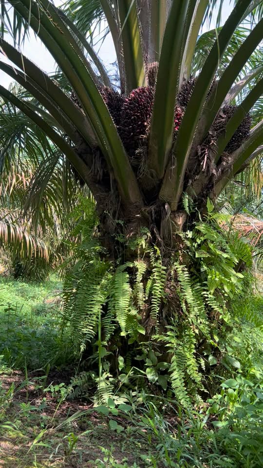 Pohon kelapa sawit produktif di kebun