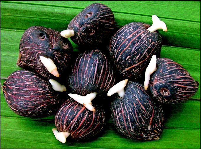 Kecambah kelapa sawit