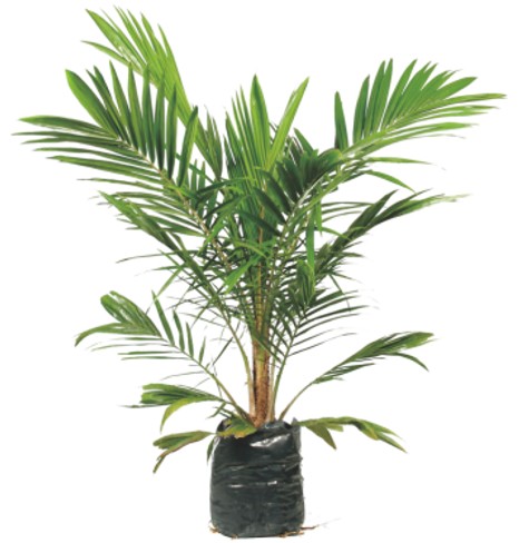 Bibit kelapa sawit tahap main nursery