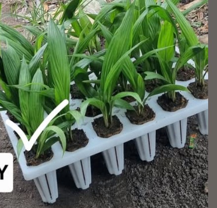 Bibit kelapa sawit tahap pre-nursery
