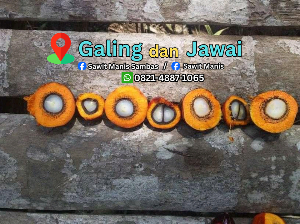 Wilayah layanan Sawit Manis Sambas di Galing dan Jawai